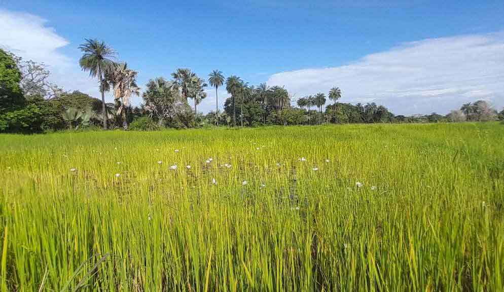 randonnee basse casamance