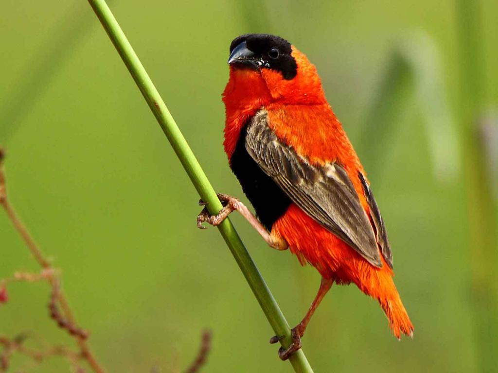 sejour ornithologique en Afrique