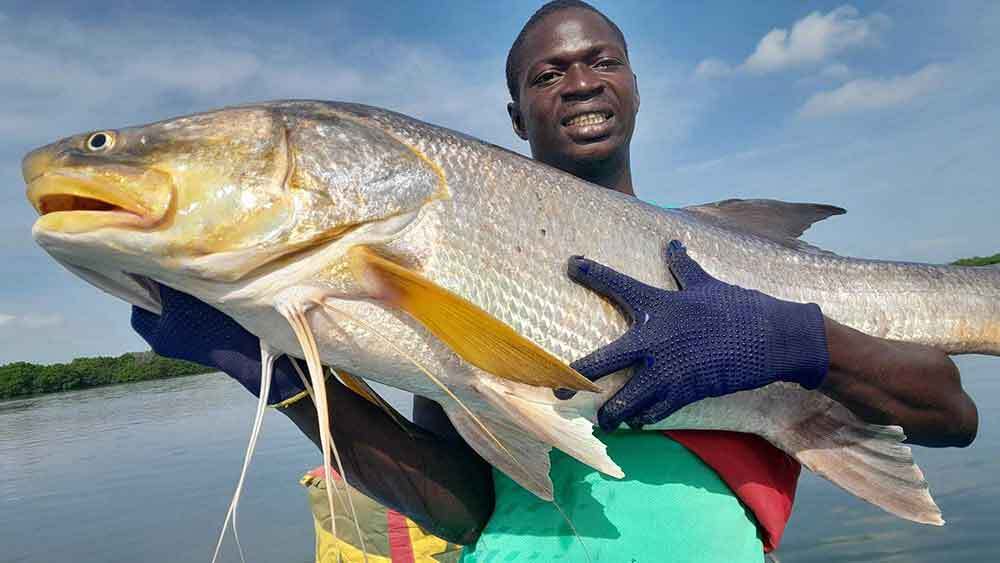 séjour pêche sportive au sénégal