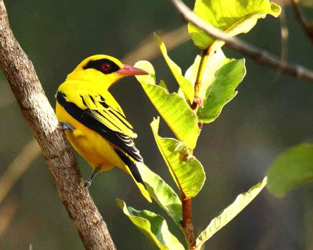 voyage ornithologique au Sénégal