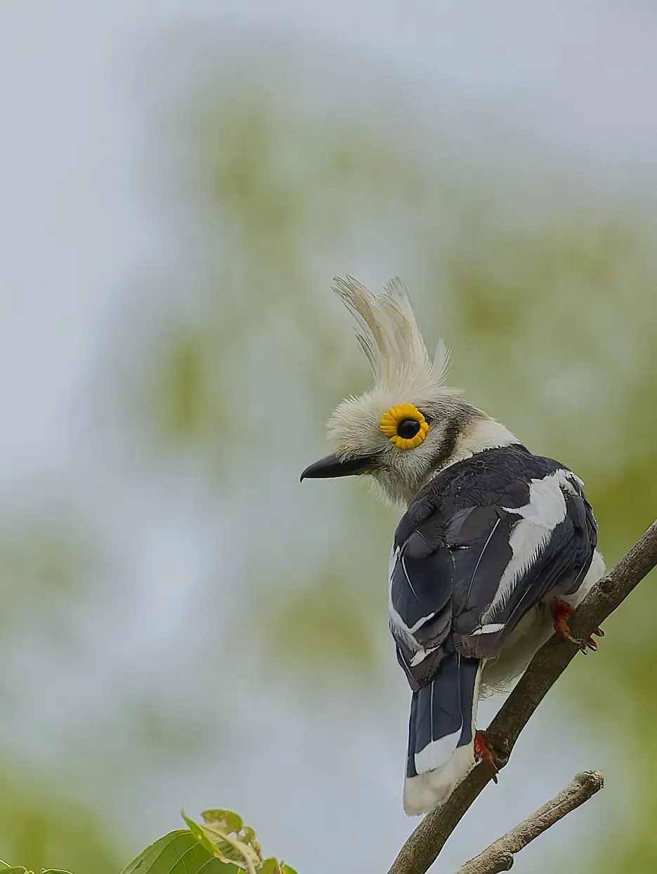 Bagadais casqué à huppe blanche et œil jaune, Gambie