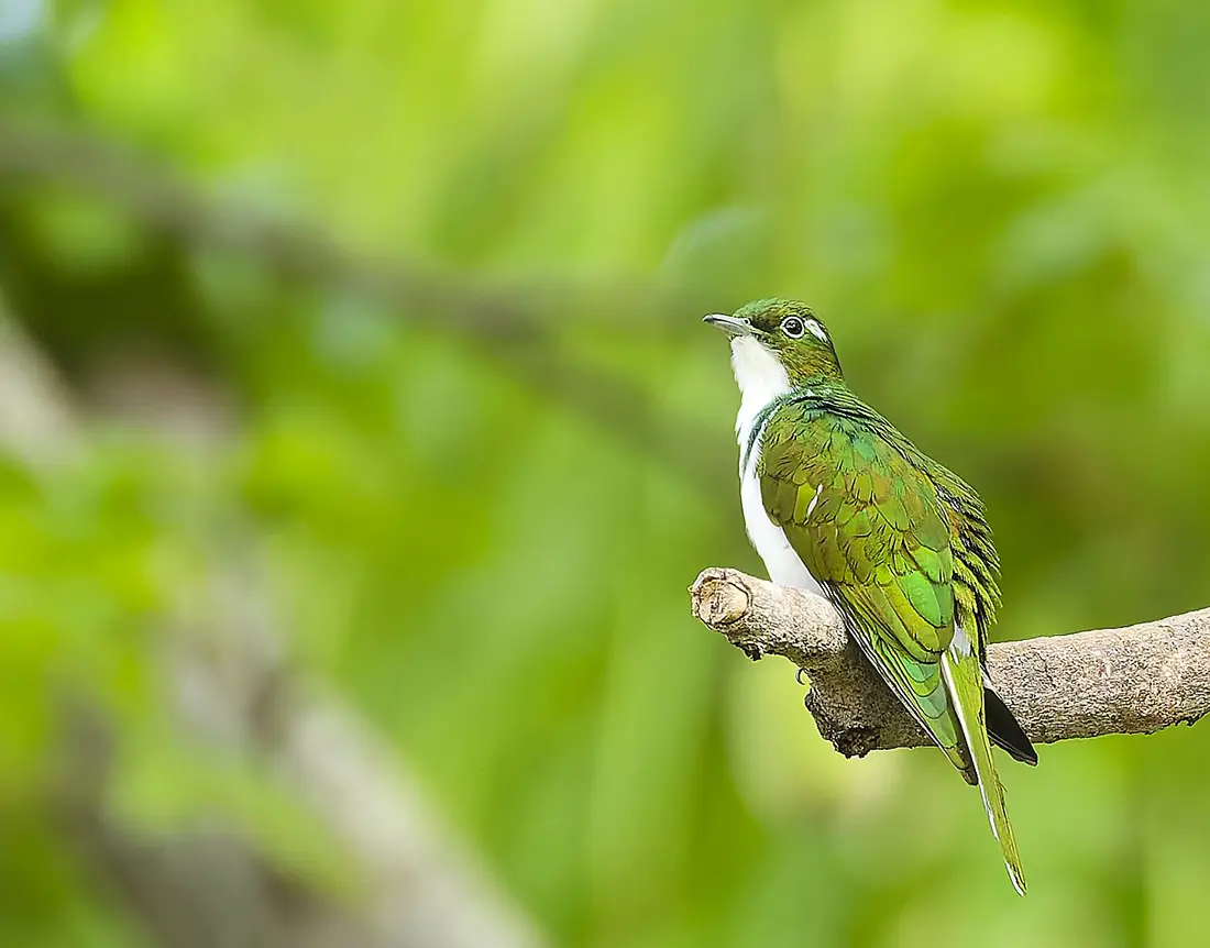 Coucou de Klaas au plumage vert dans la végétation, Gambie