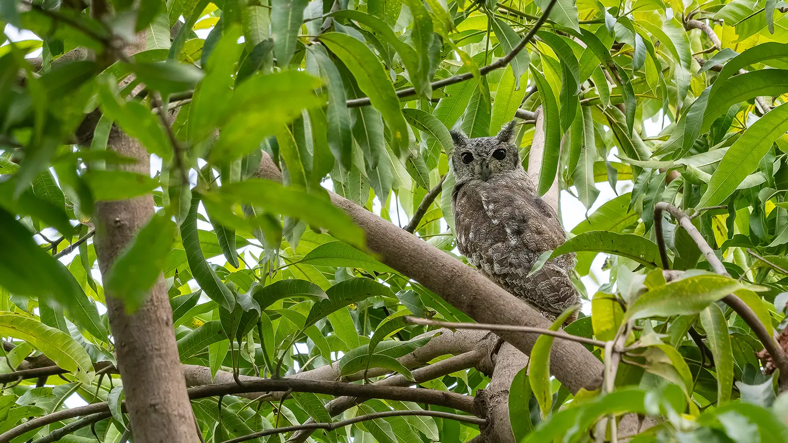 Grand-duc du Sahel dans un manguier à Tunjina, Gambie