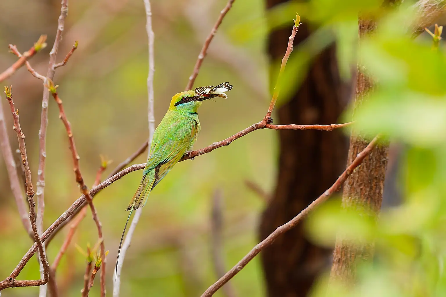 Guêpier vert tenant un papillon dans son bec, Gambie
